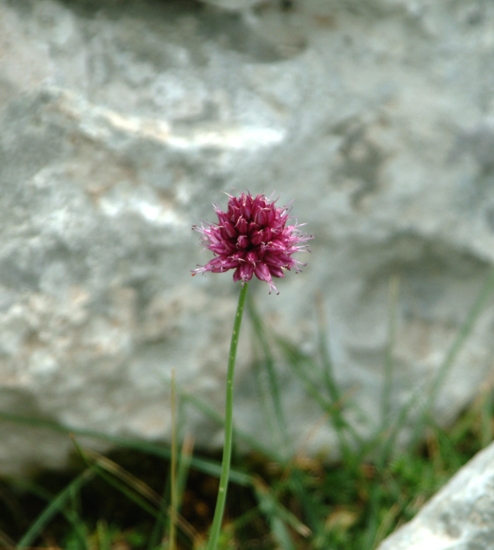 Allium sphaerocephalon